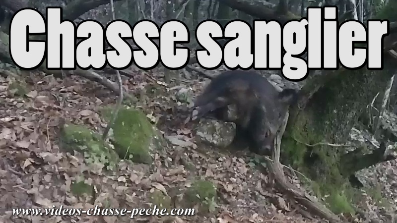 chasse sanglier